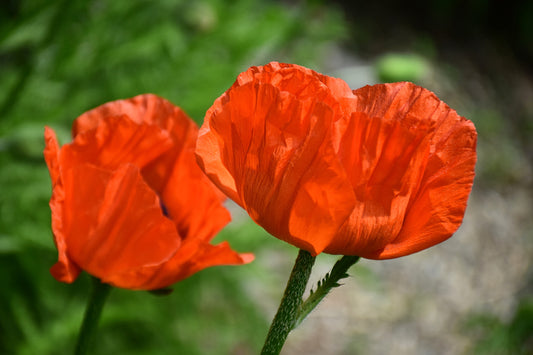 Spring Poppies